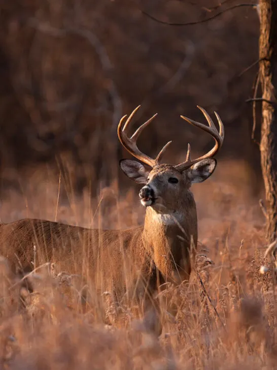 deer camouflaged on tall grass