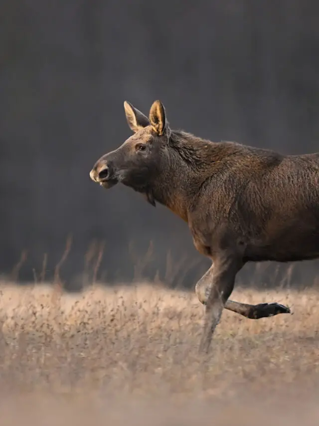 Do Female Moose Have Antlers? (Complete Information!)