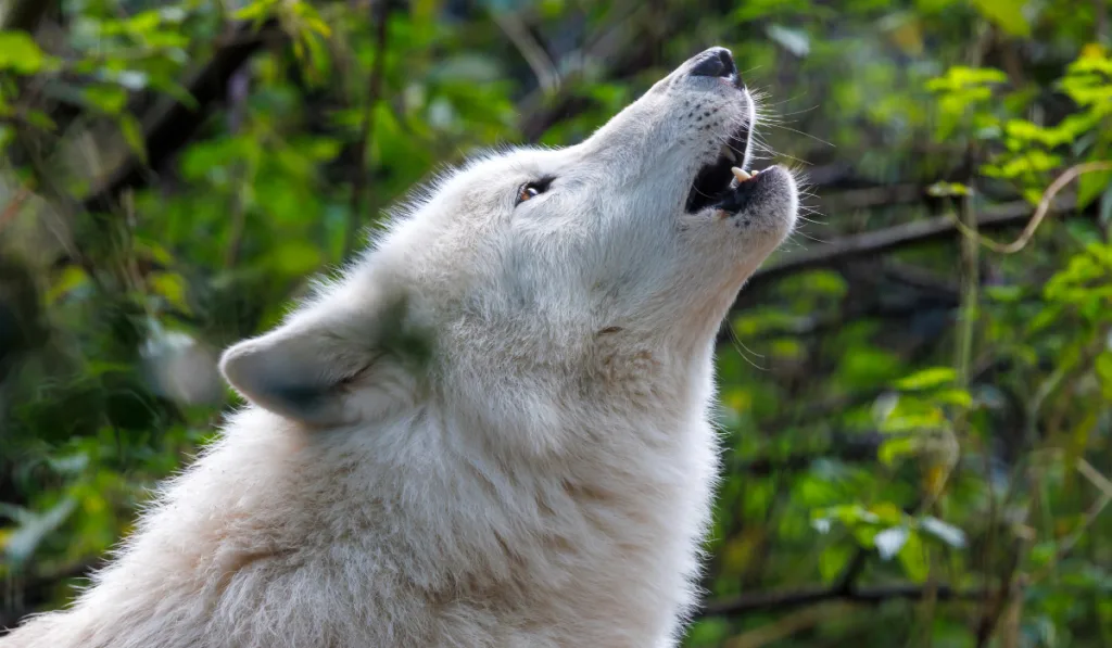 portrait of a howling white wolf