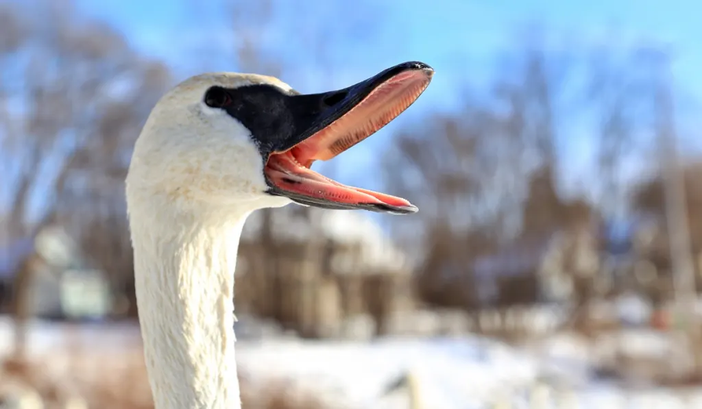 swan with its beak open