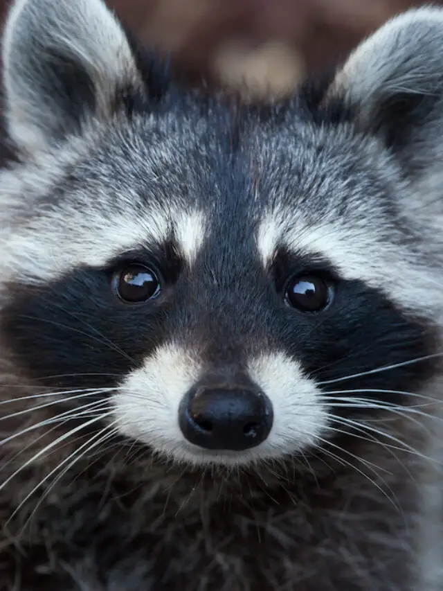 What Eats Raccoons: A Look At Predators in the Wild
