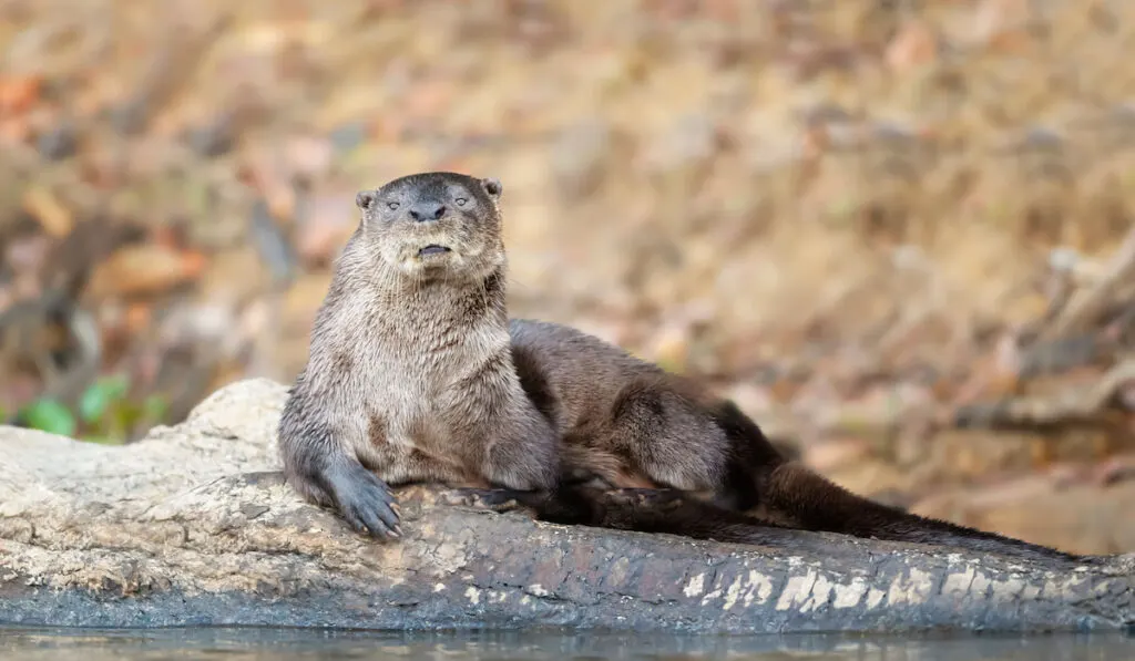 A Neotropical otter lying on a fallen tree on a riverbank