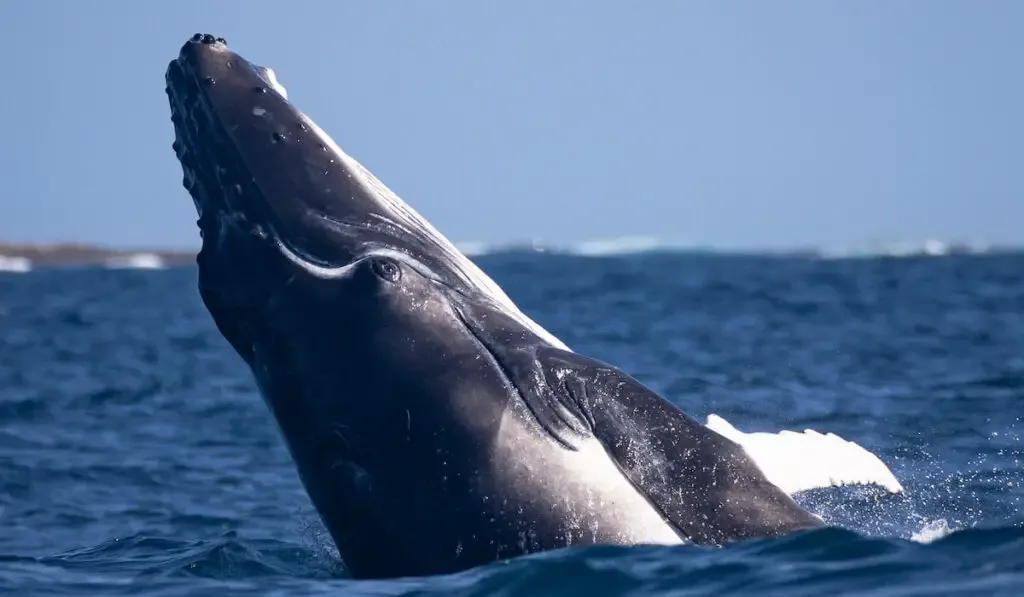 A big blue whale jumps out of water