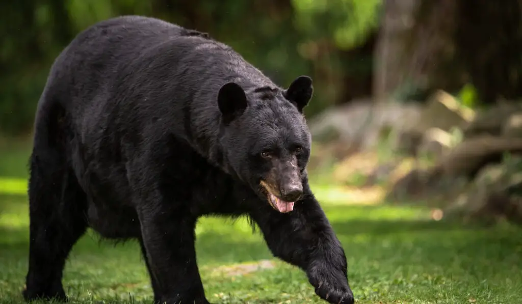A black bear portrait in a field