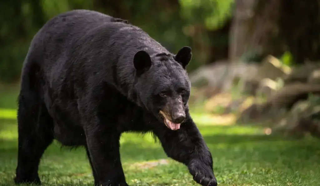 A black bear portrait in a field
