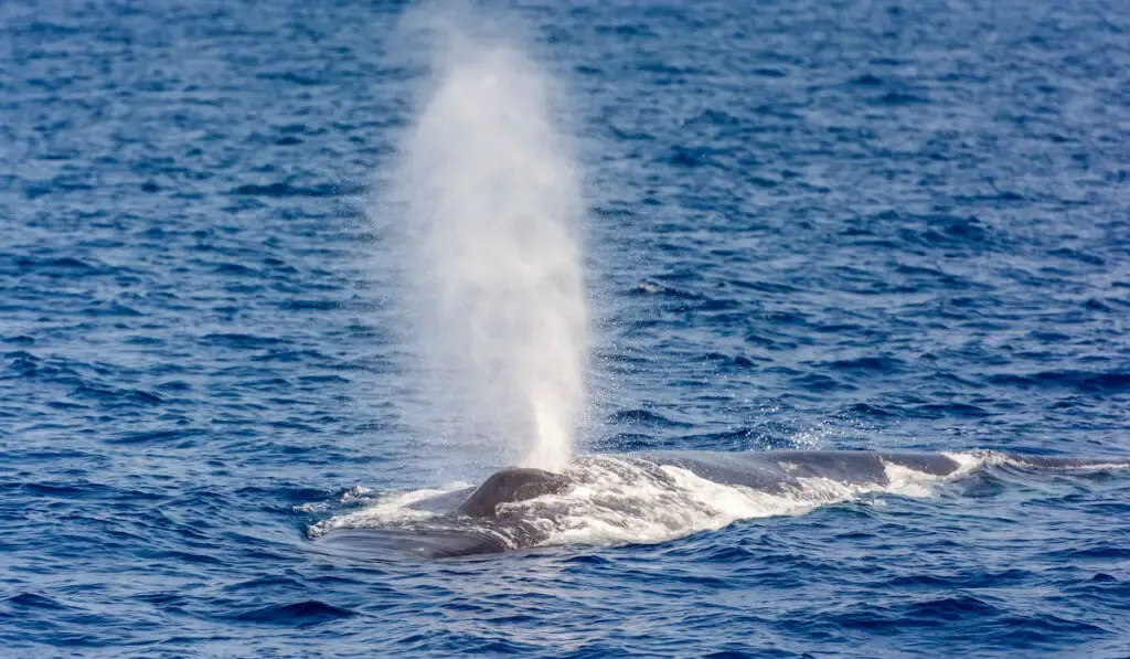 A blue whhale blowing air on the surface of the sea