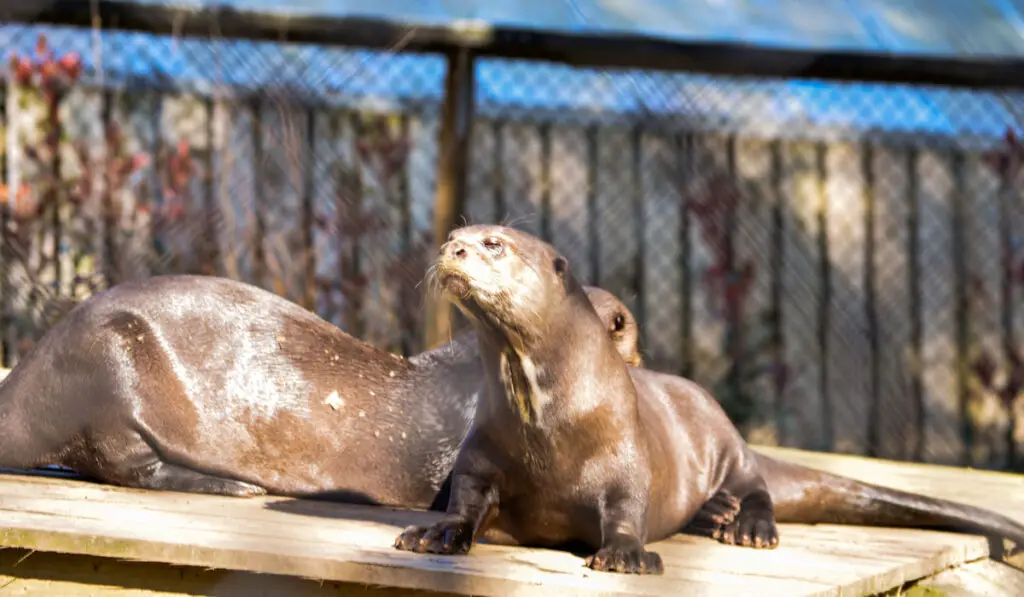 A close up shot of two giant otters sunbathing on the wooden board in the park