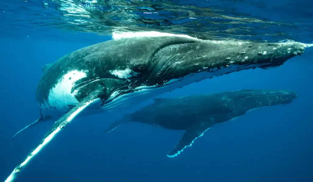 A closeup shot of humpback whales swimming in the Pacific Ocean