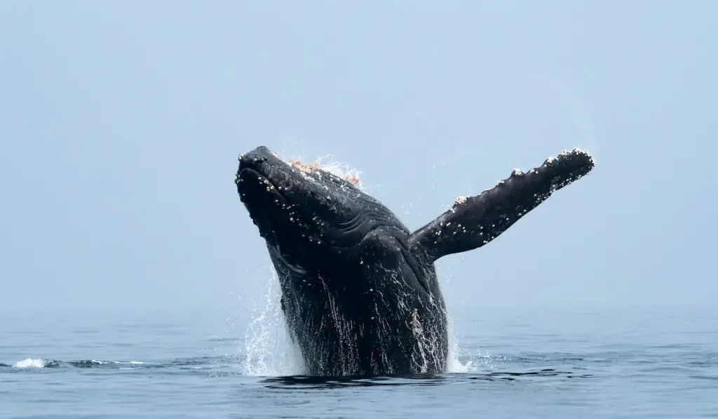 A humpback whale coming out of water