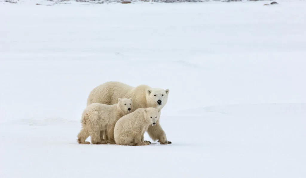 A polar bear group, mother and two cubs in the winter wild
