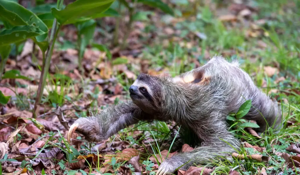 A two-toed sloth on the ground covered in leaves and grass under the sunlight at daytime
