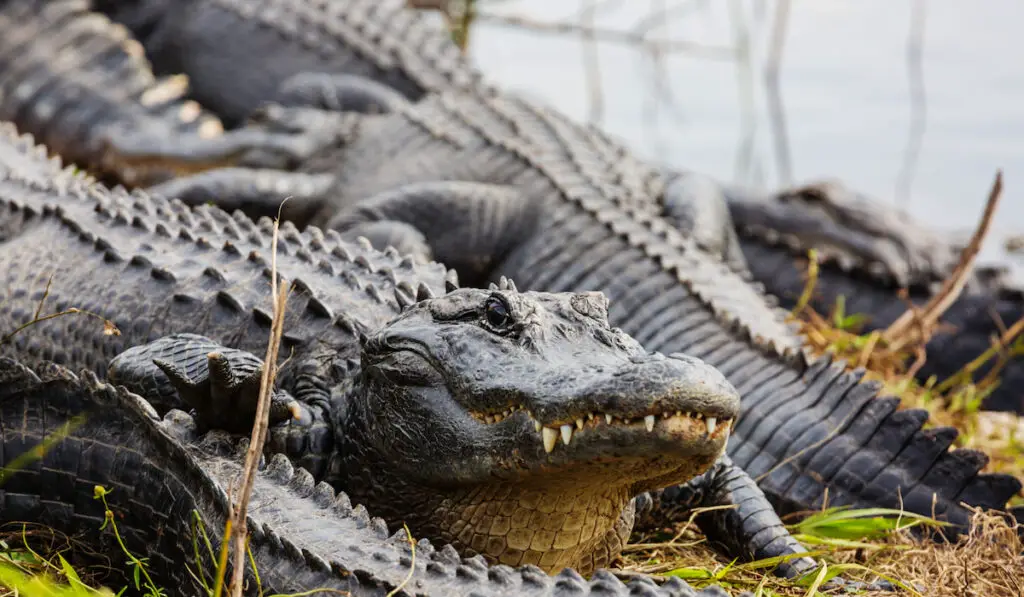 Alligator in Florida