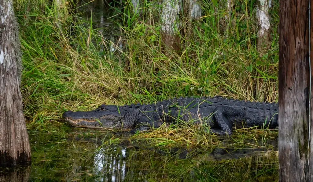 Alligator laying in water taken in Everglades National Park