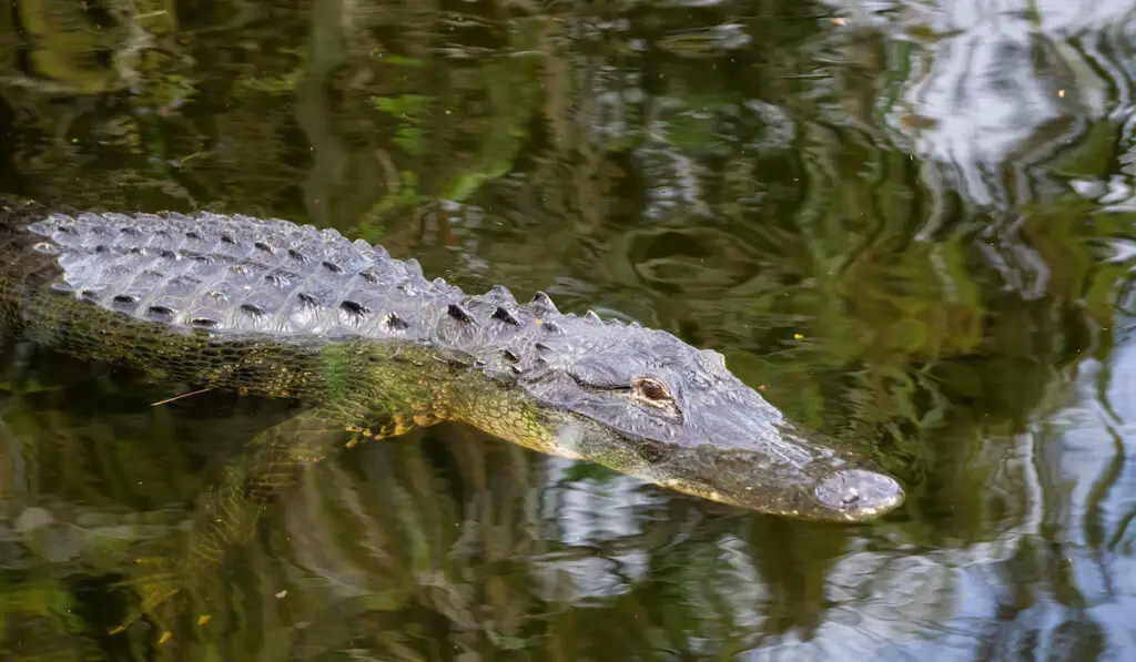 Alligator laying in water taken in everglades national park
