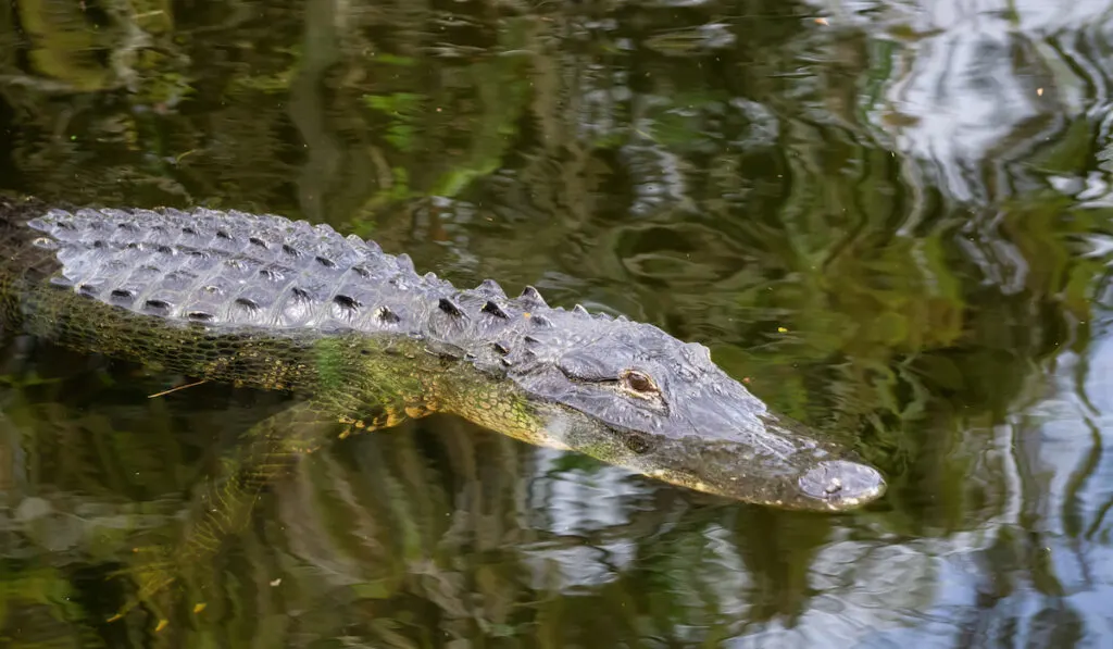 Alligator laying in water taken in everglades national park
