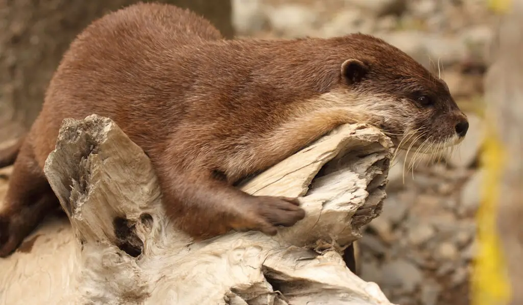 An african Clawless Otter resting on a log along the ocean