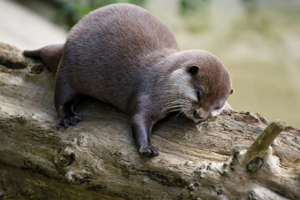 An Asian short clawed otter having a snooze on a log