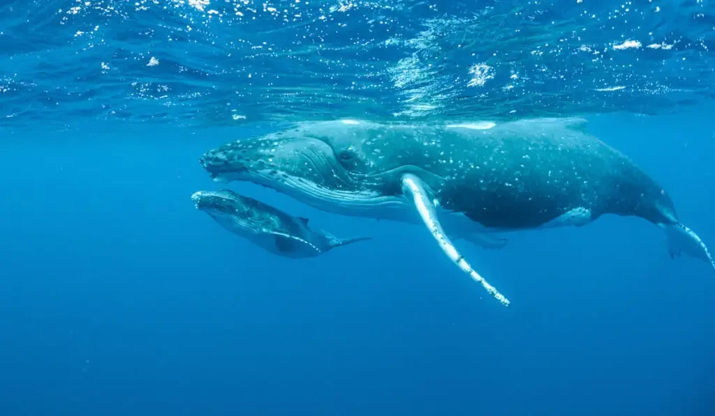 An underwater shot of humpback whales swimming in he Pacific Ocean
