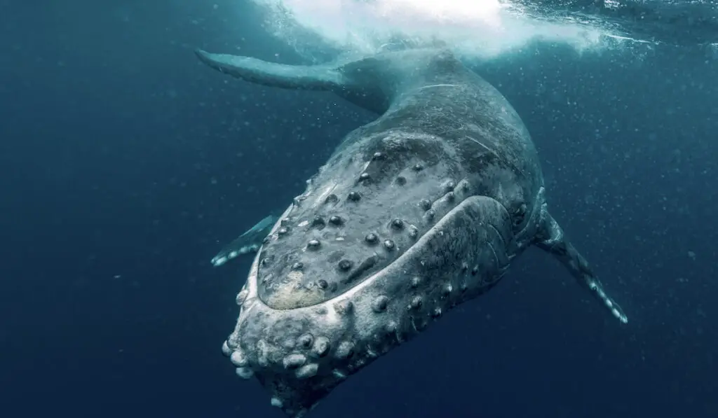 Baby humpback whale
