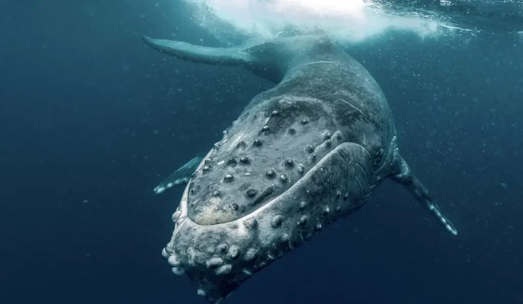 Baby humpback whale 