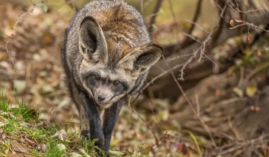 Bat-eared fox coming towards the camera