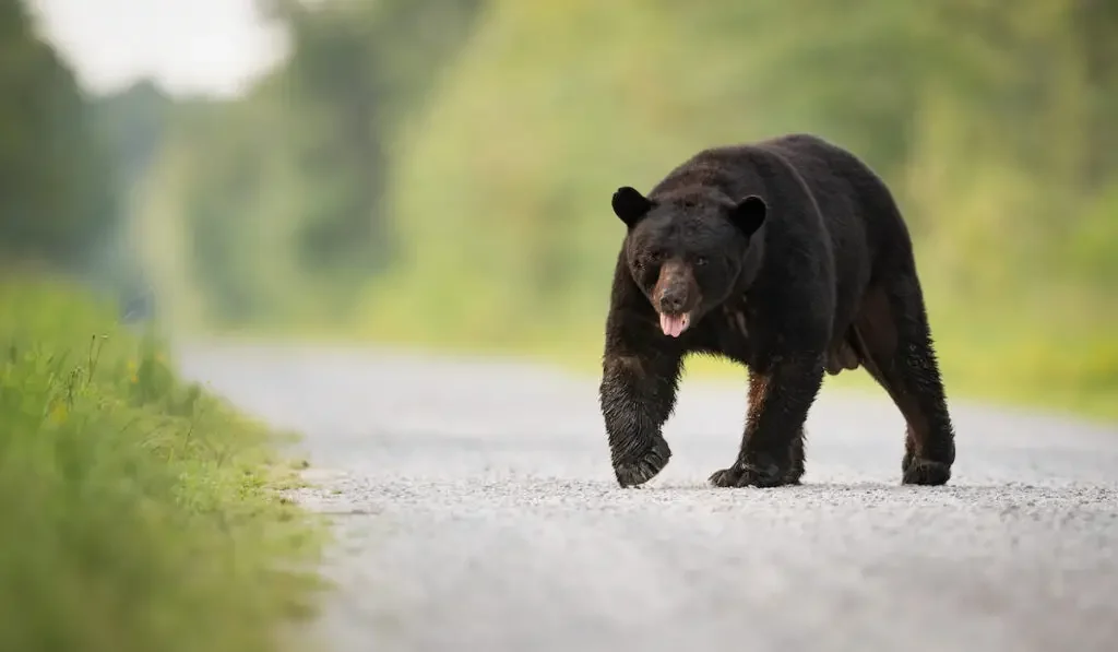 Black bear walking against blurry road background