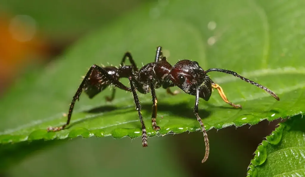 Bullet ant in the Jungle