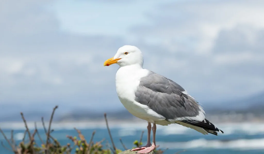 California Gull standing on pier in sunshine with ocean and waves in background