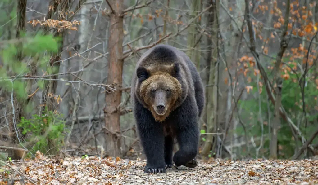 Close up big brown bear in autumn forest