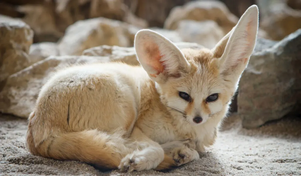 Close up of a Fennec Fox ( Vulpes Zerda )