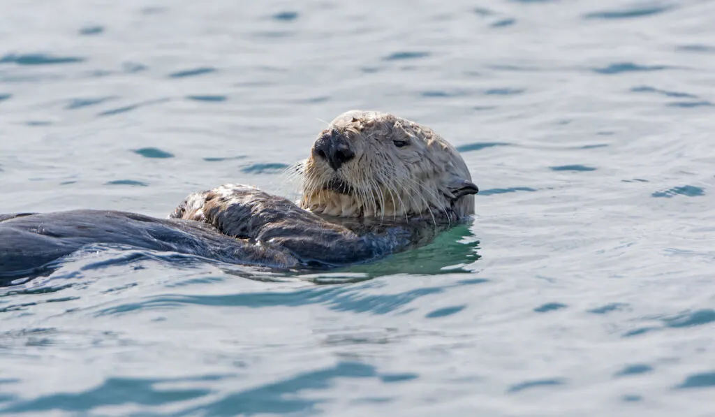 Close up of a sea otter in Kachemak Bay in Alaska