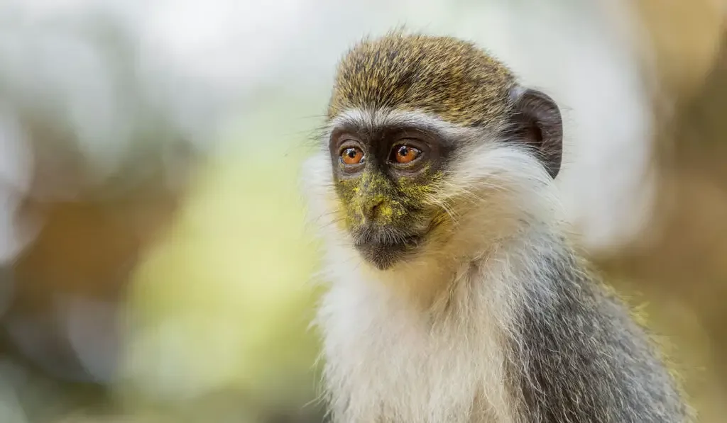 Close up shot of a Green Monkey 