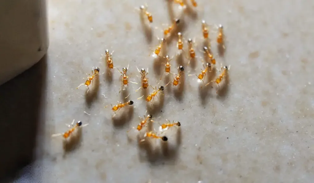 Close up shot of a small pharaoh ants or small fire ants in a house