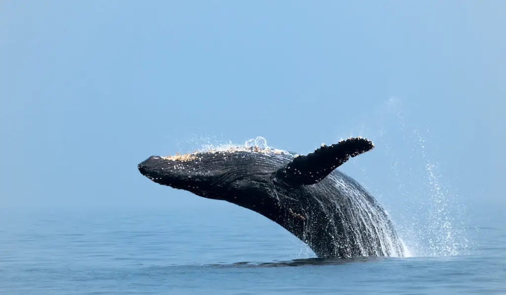 Closeup of humpback whae jumping out of the water