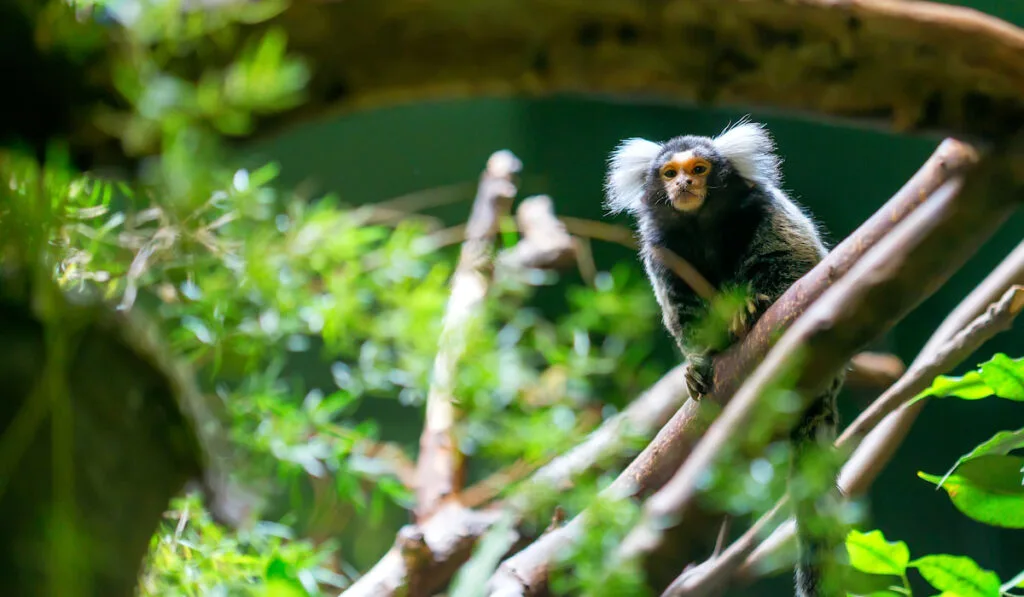 Common marmoset on a tree