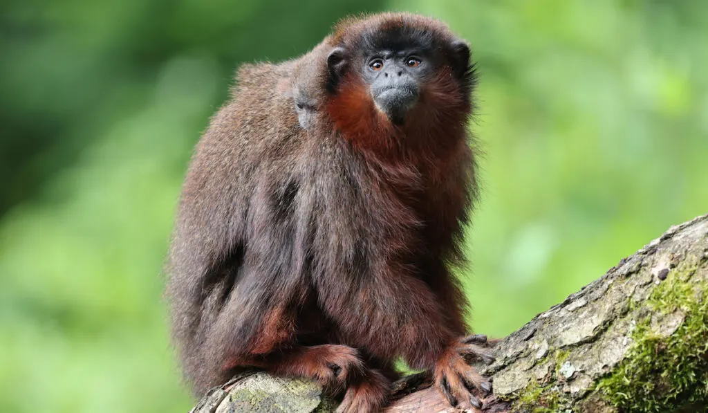 Coppery titi monkey portrait on blurry nature background