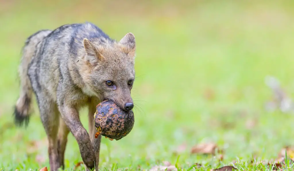 Crab-eating fox cerdocyon thous eating a fruit in natural habitat
