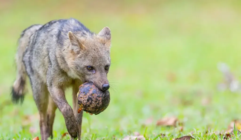 Crab-eating fox cerdocyon thous eating a fruit in natural habitat