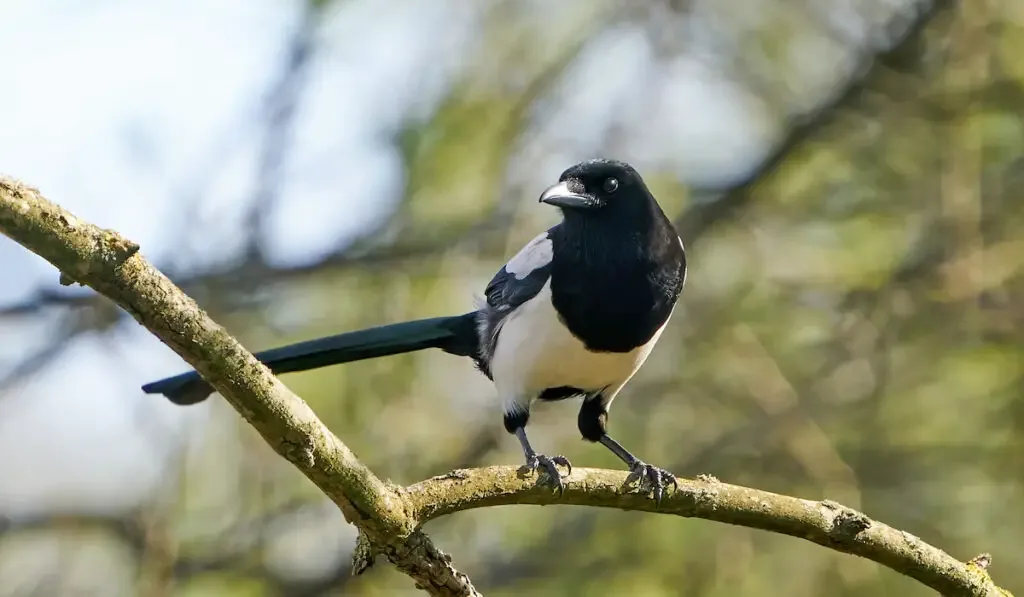 Eurasian magpie resting on a tree branch, its natural habitat