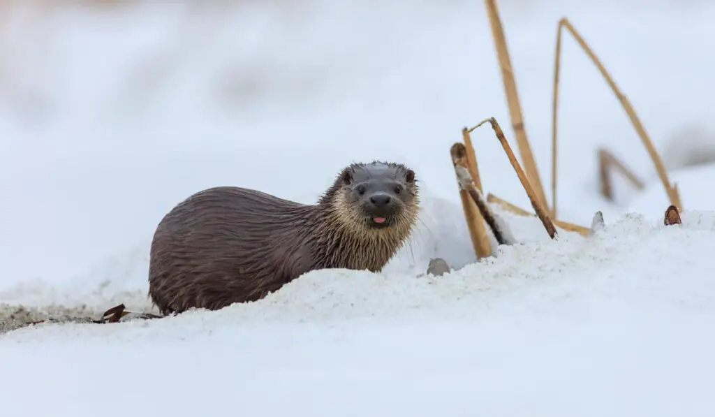 European otter ( Lutra lutra ) in winter