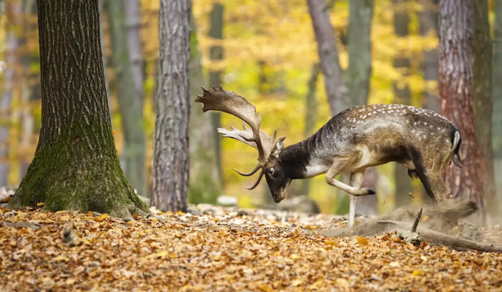 Fallow deer in forest in autumn