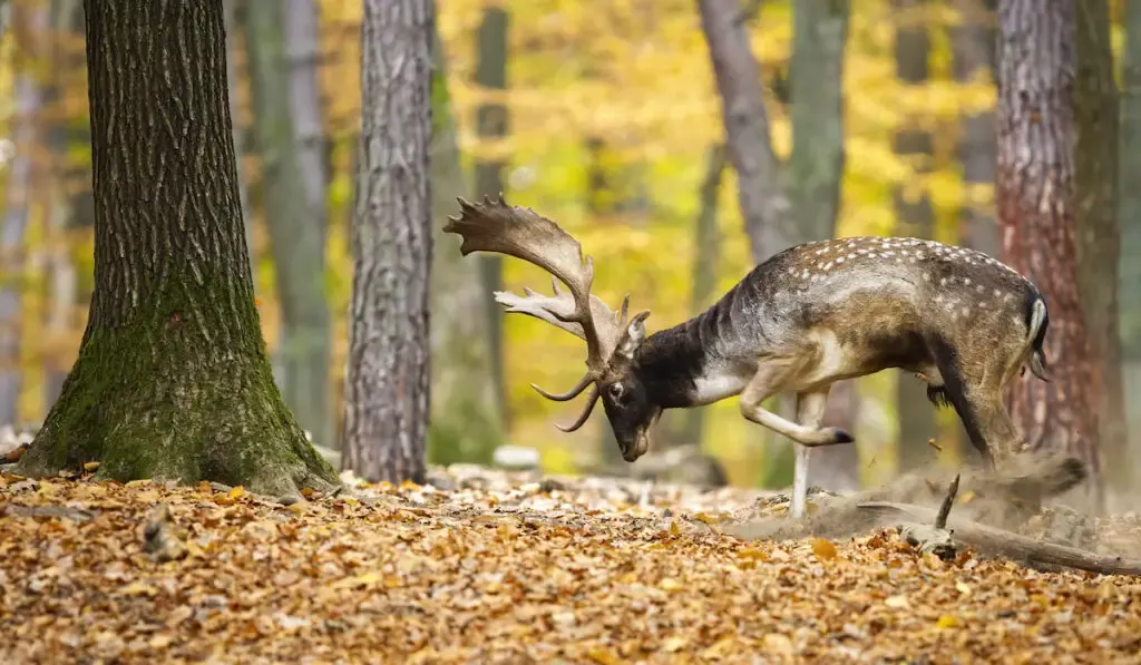Fallow deer in forest in autumn 