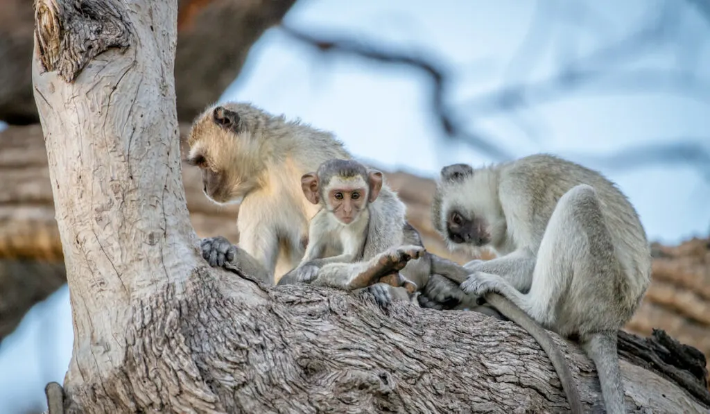 Family of vervet monkeys sitting on a tree