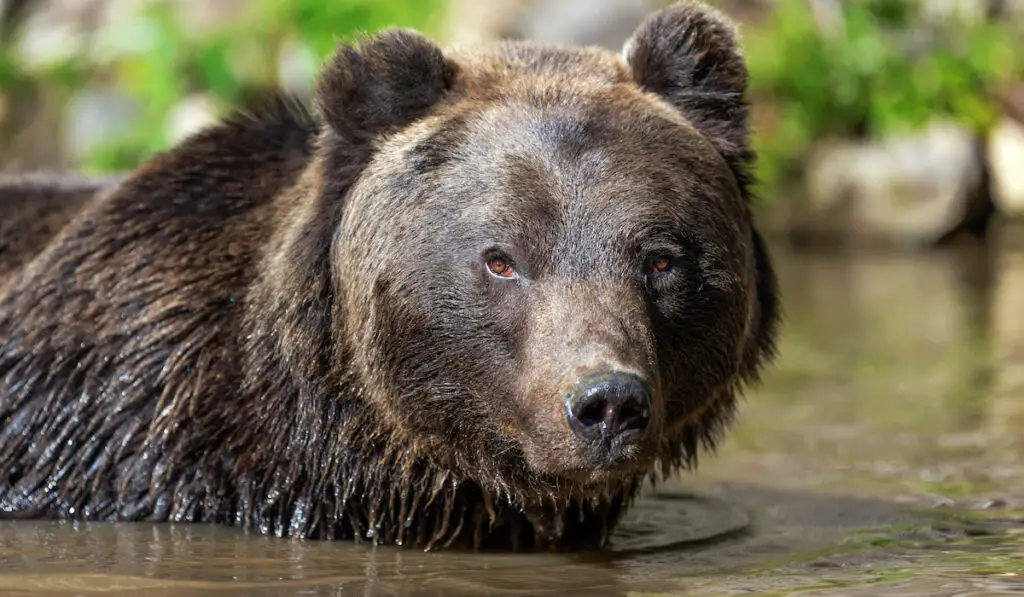 Flocus shot of Bear in lake