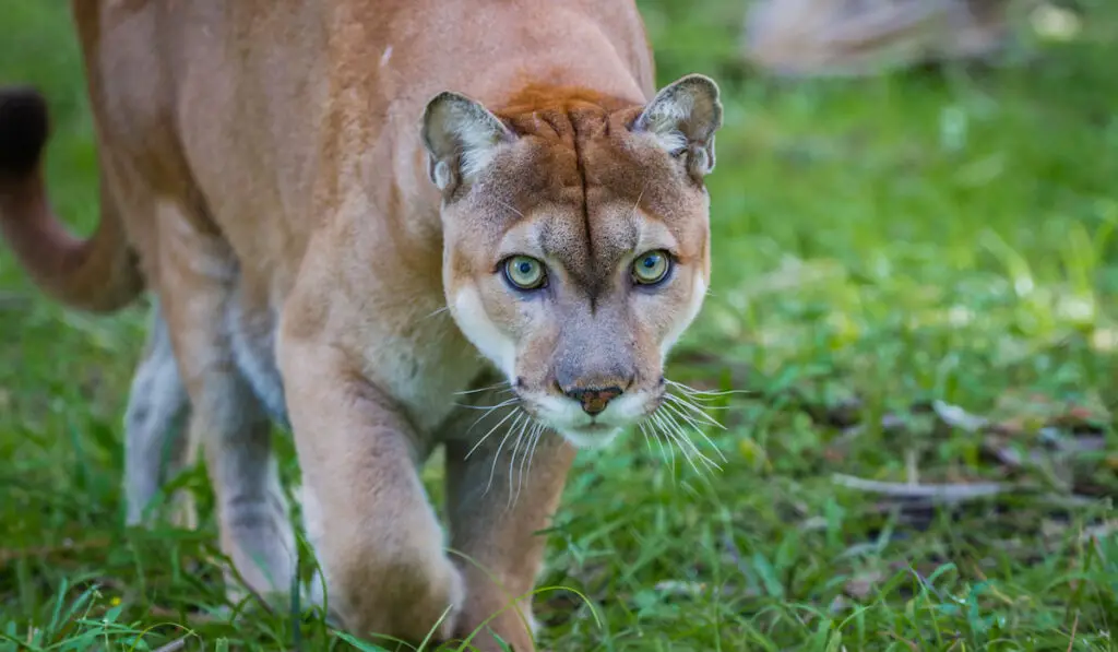 Florida Panther stalks prey through forest floor