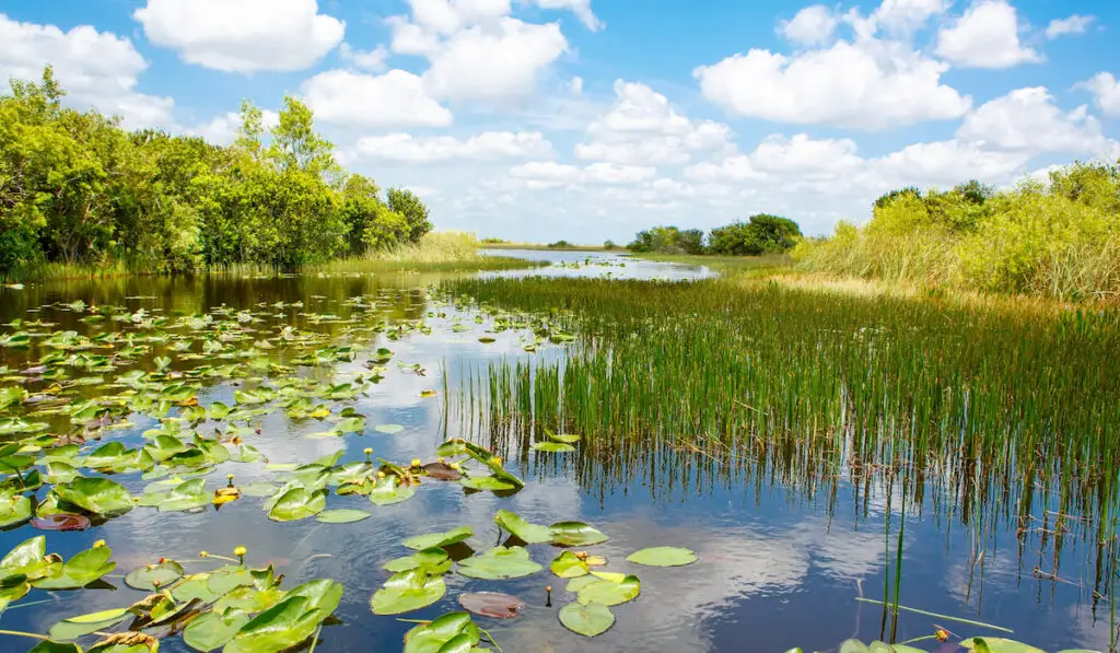Florida wetland at everglades national park in USA