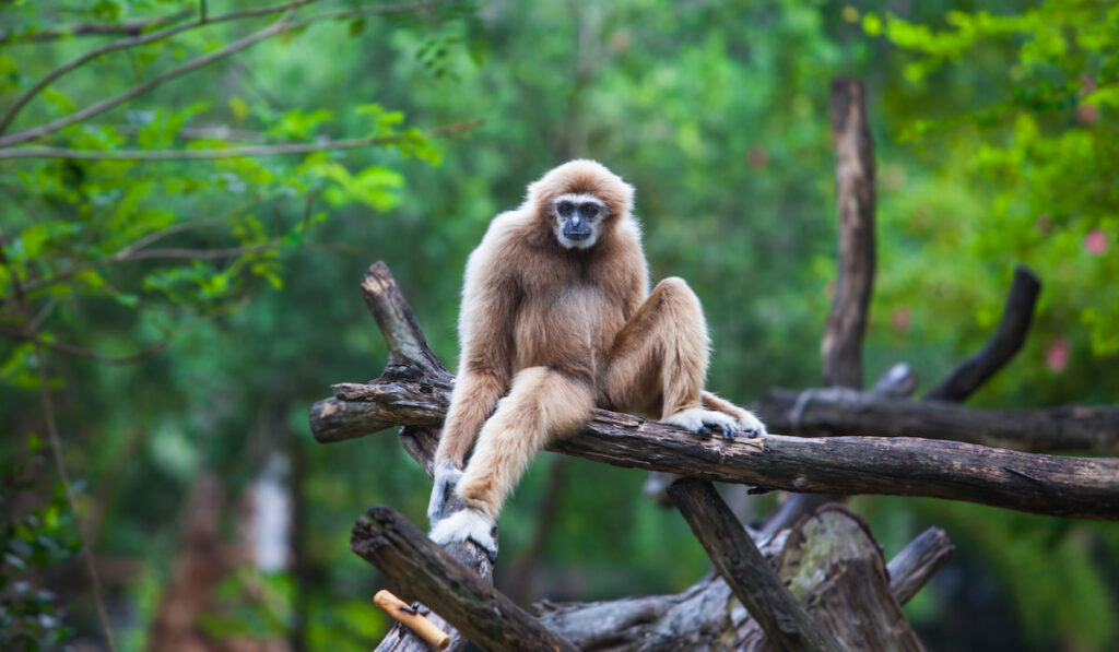 Gibbon resting sitting on a tree branch