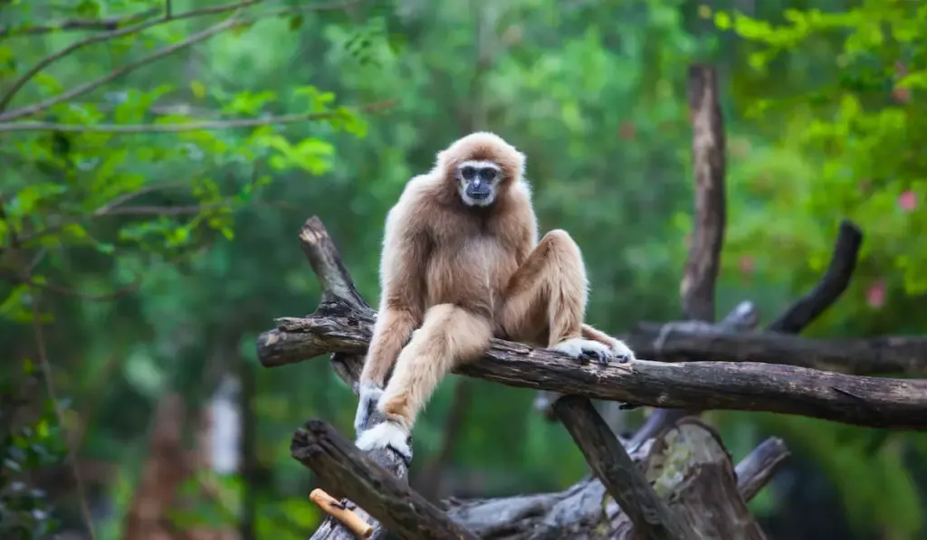 Gibbon resting sitting on a tree branch