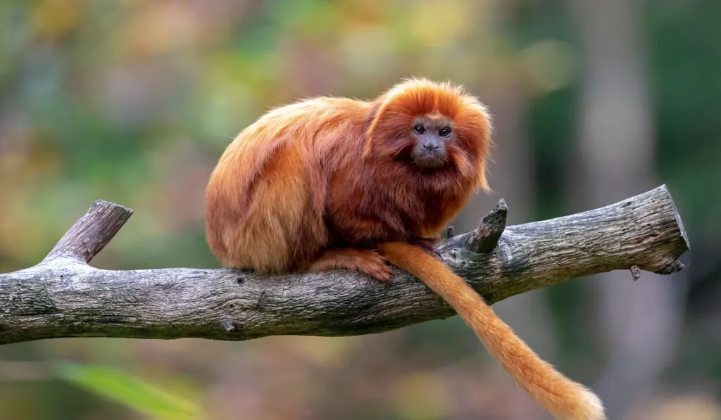 Golden Lion tamarin portrait on a tree branch