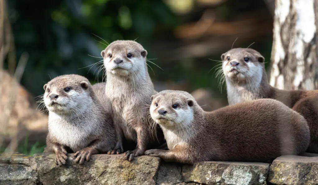 Group of attentive oriental small-clawed otters